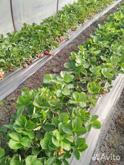 Рассада клубники ремонтантный сорт murano
