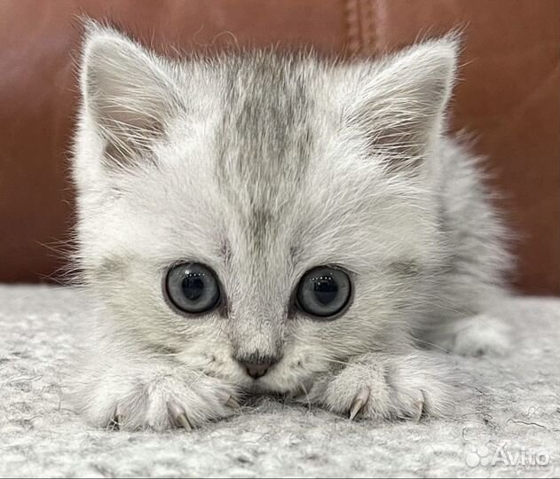 Плюшевпя Серебристая малышка Скоттиш страйт 3 мес