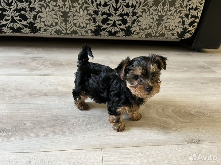 Йоркширский терьер щенки