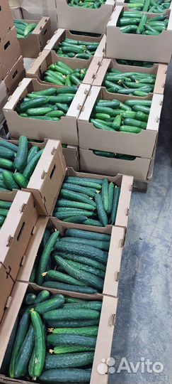 Огурцы, помидоры