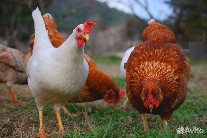 Куры несушки оптом