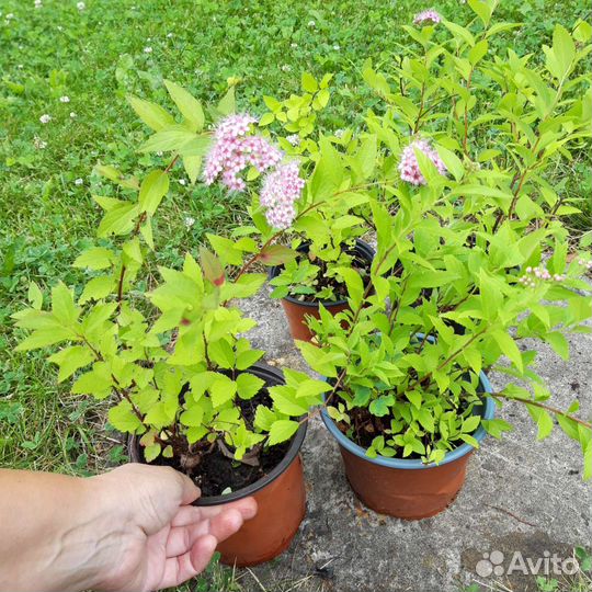 Спирея японская