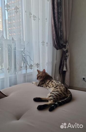 Котенок Бенгал