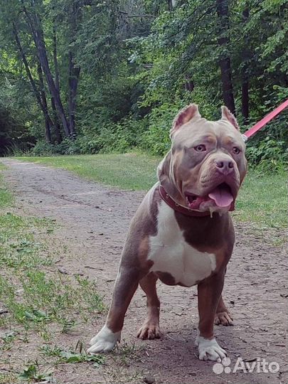 Приглашаем на вязку American Bully