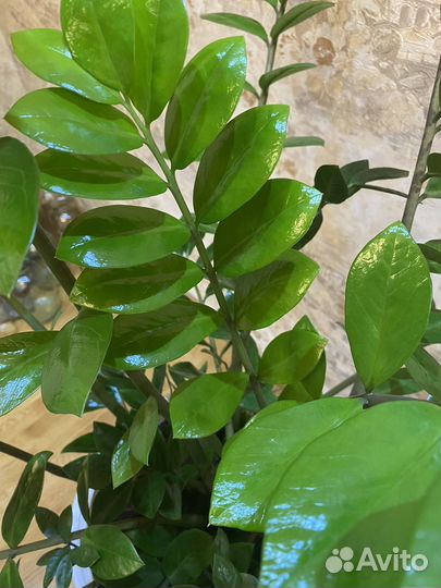 Замиокулькас