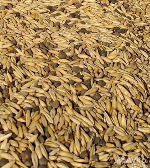 Семена вика овес