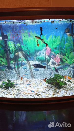 Аквариум