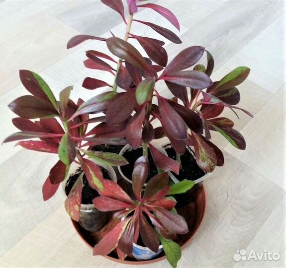 Синадениум - Дерево любви