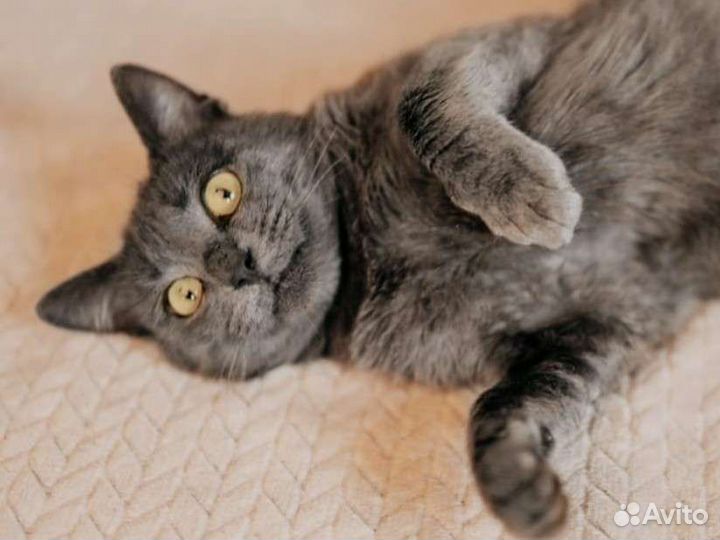 Грей молодой котик кот