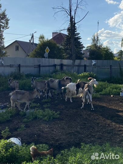 Продам козлов и коз