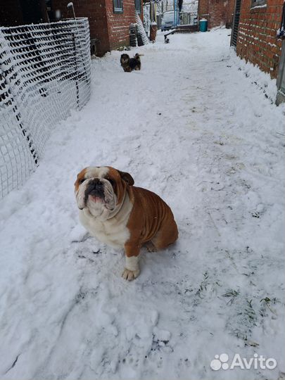 Английский бульдог,вязка