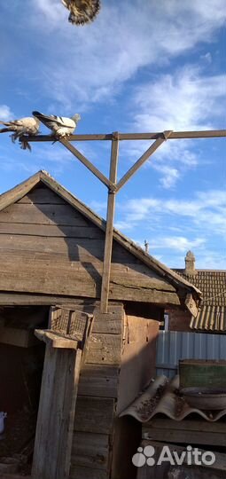 Продажа голубей