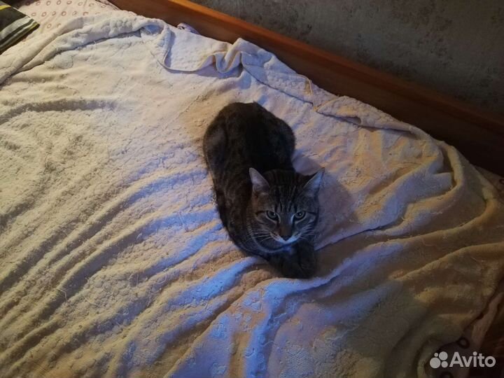 Кошка в дар бесплатно