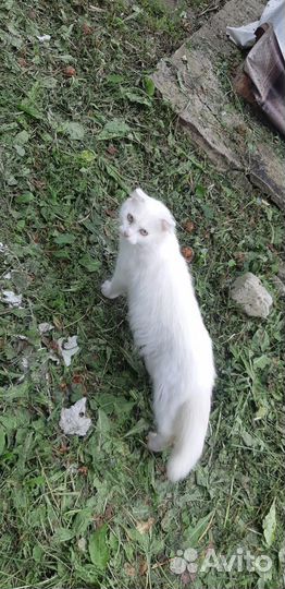 Кошка в дар бесплатно