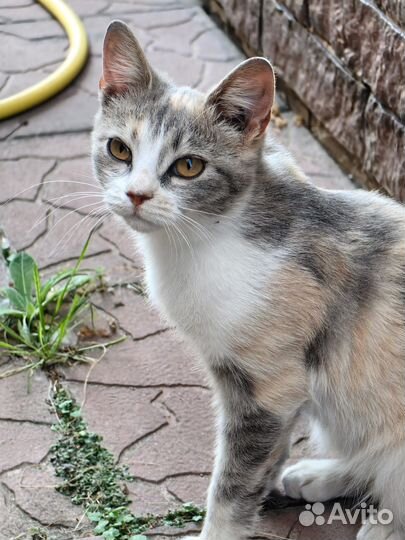 Котёнок девочка