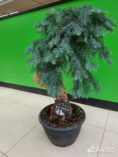 Бонсай Араукария с толстым стволом в наличии