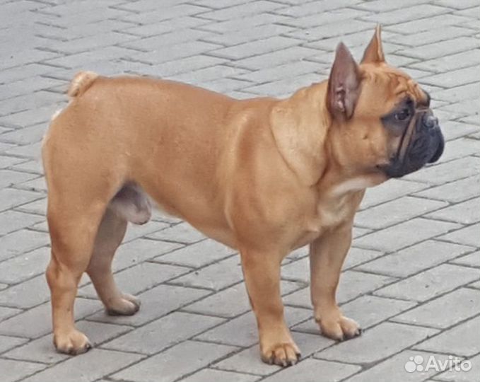 Вязка французский бульдог