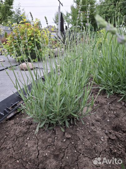 Лаванда усколистная