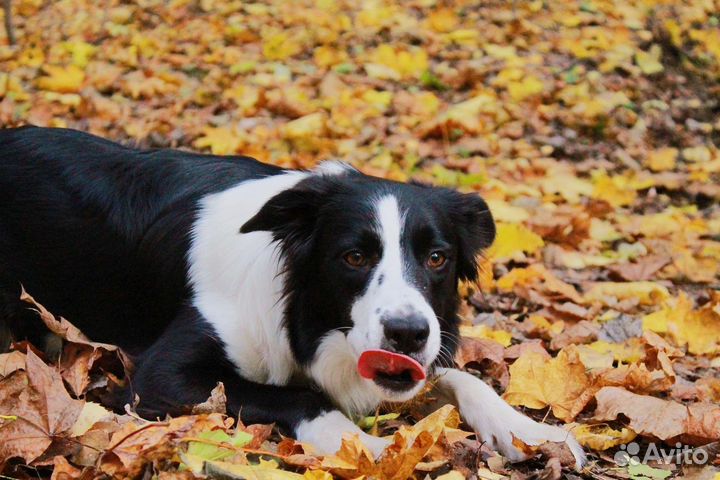 Собака для фотосессий/съёмок