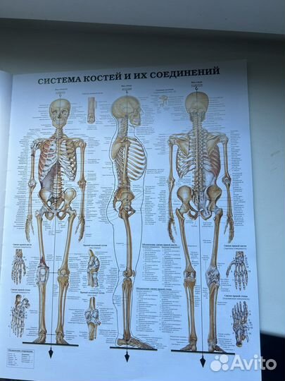 Большой атлас анатомии человека