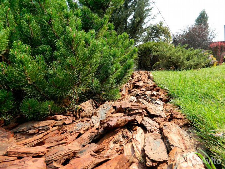 Мульча из коры сосны для вашего сада