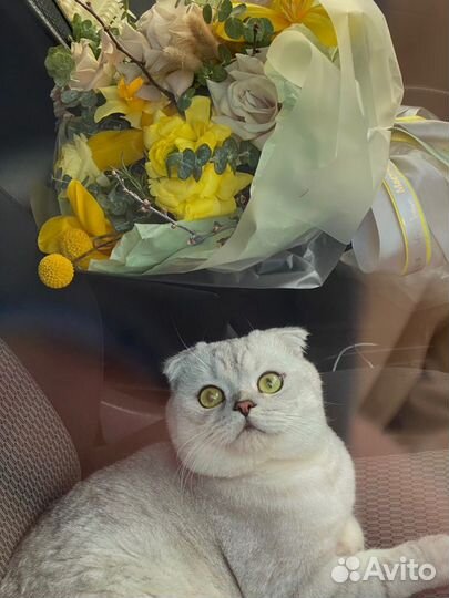 Кот на вязку, вислоухая серебристая шиншилла