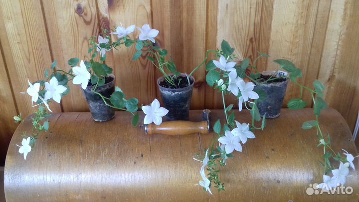 Кампанула (белая невеста )