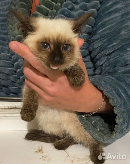 Кошка в дар бесплатно