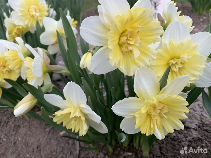 Нарциссы, примула,купальница, вербейник, фиалка