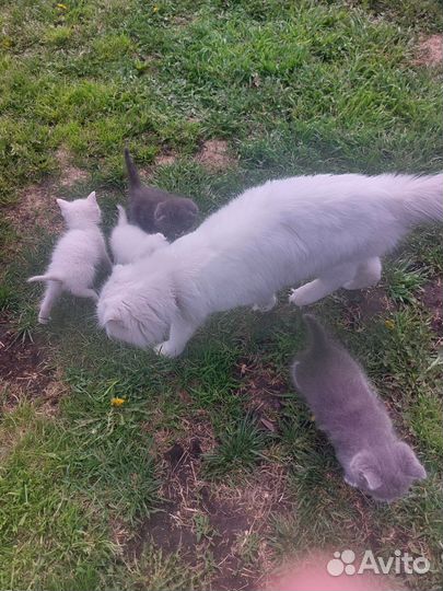 Кошка и котята