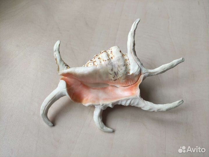 Ракушка большая 21 см