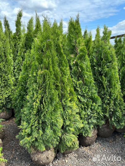 Туя смарагд 140-160 см