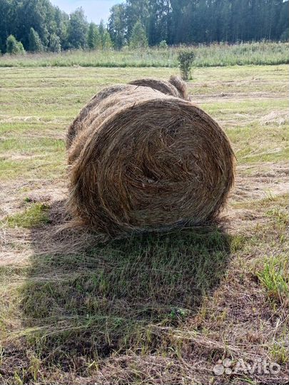Продам сено в рулонах маленький и большой