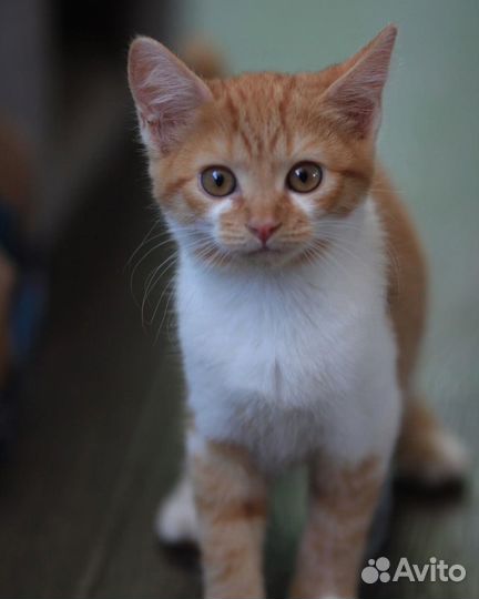 Котенок в дар бесплатно