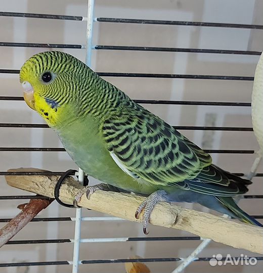 Птенцы волнистый попугай