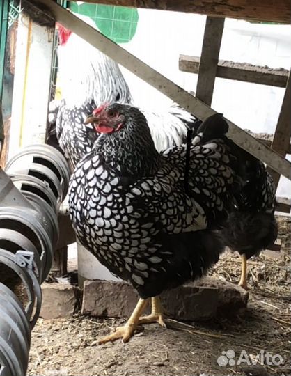 Ия породных кур