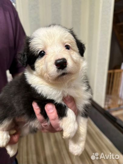 Щенок бордер-колли девочка