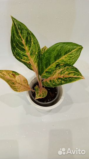 Аглаонема ассорти