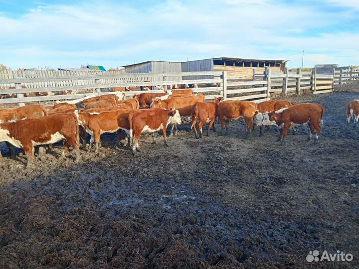 Коровы и телки