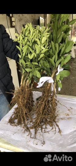 Саженцы цитрусовых растений