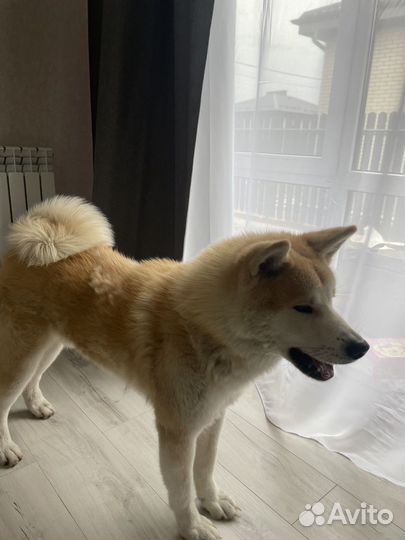 Случка собак