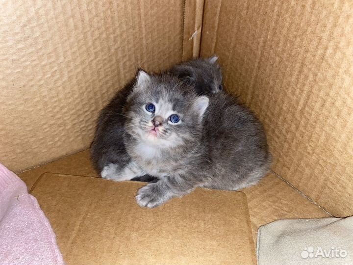 Котята отдам бесплатно в добрые руки