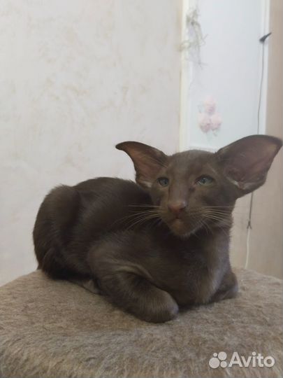 Ориентальные котята