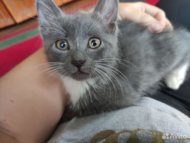 Котята в добрые руки бесплатно коты