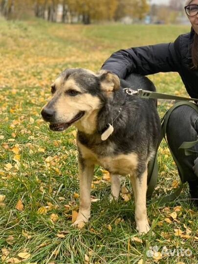 Собака в добрые руки щенок