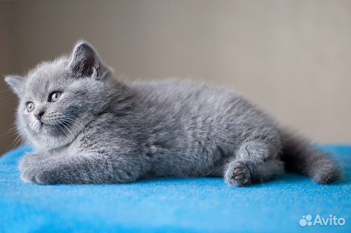 Маркиз британский, чистопородный котенок