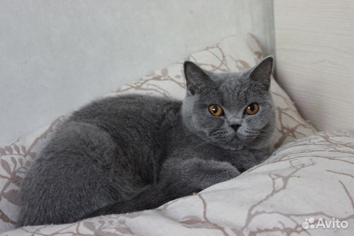 Британская