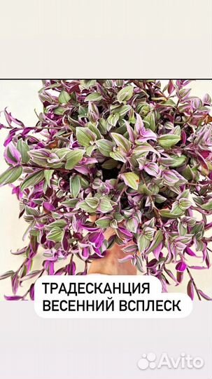 Традесканция