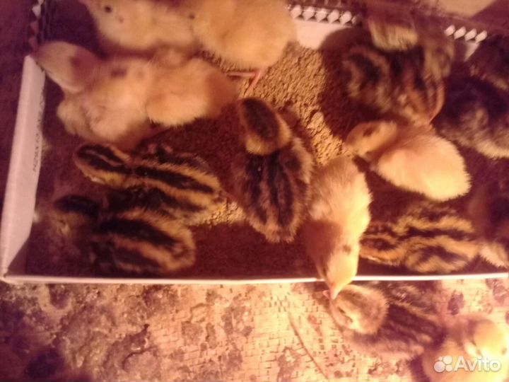 Перепелята