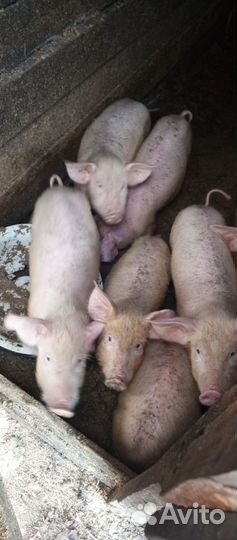 Поросатя ландрас